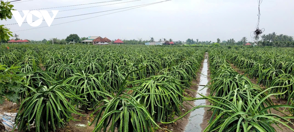 Nhà vườn Đồng Tháp chăm sóc thanh long vụ Tết